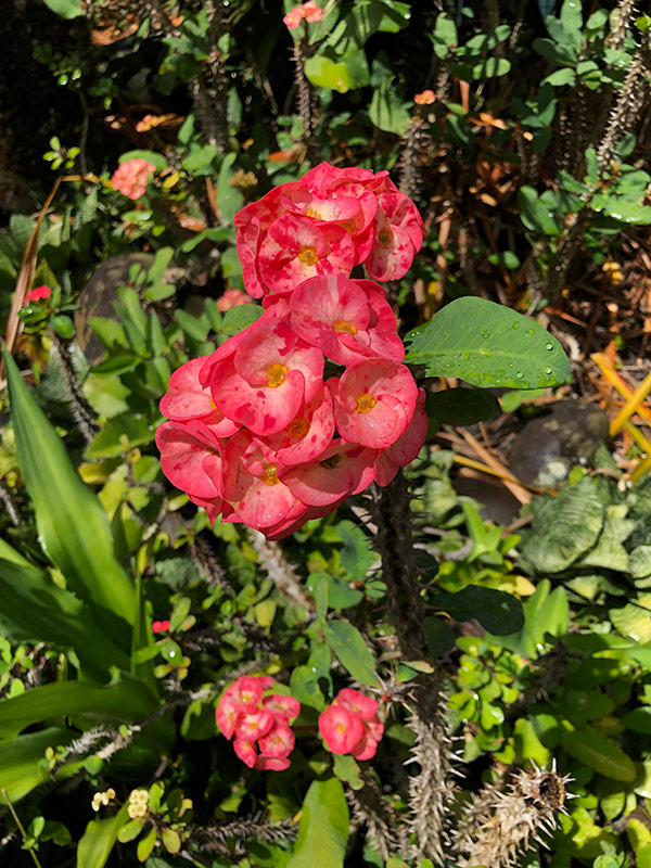 Voyage en Guadeloupe de Gilles B.