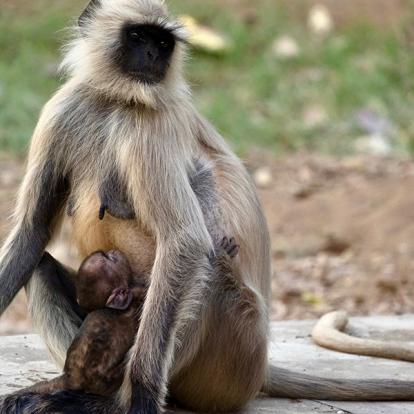 Voyage en Inde de Danielle et Normand