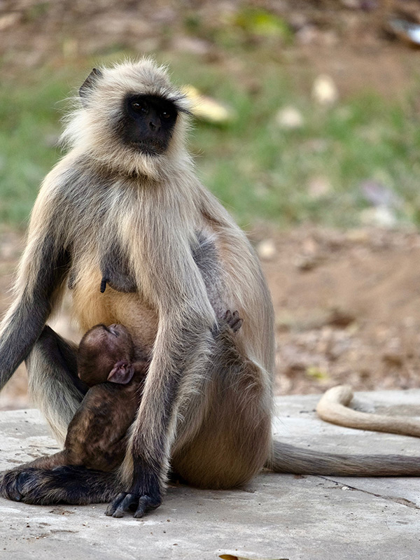 Voyage en Inde de Danielle et Normand