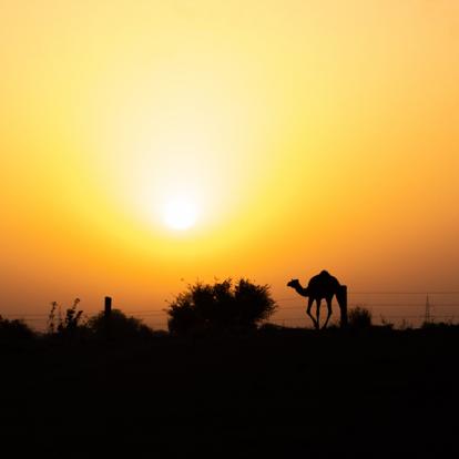 Voyage en Inde de Danielle et Normand