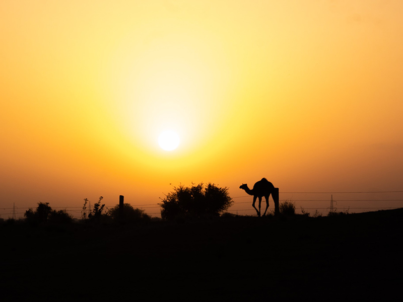 Voyage en Inde de Danielle et Normand