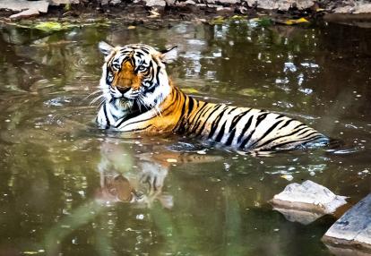 Voyage en Inde Voyage en Inde de Danielle et Normand