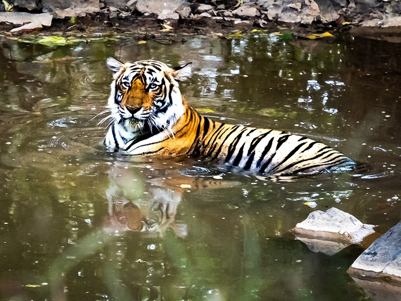 Voyage en Inde de Danielle et Normand