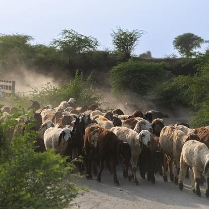 Voyage en Inde de Danielle et Normand