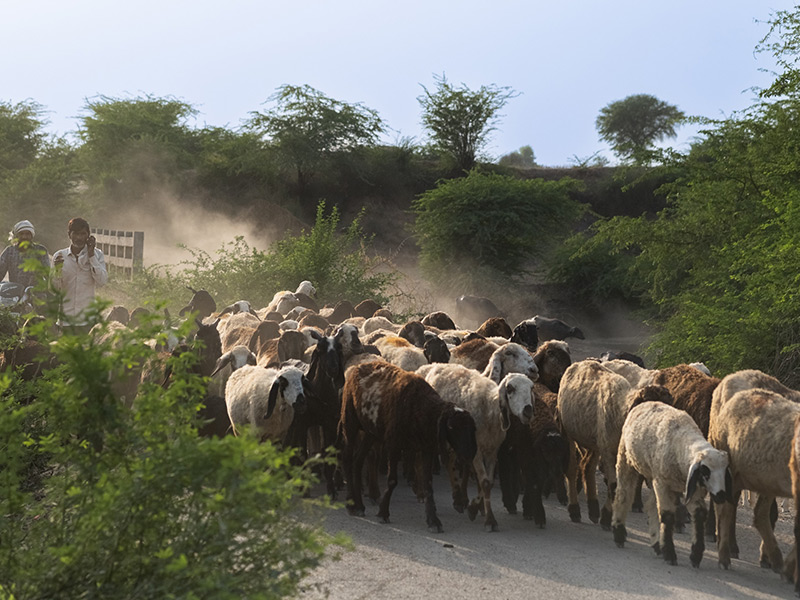 Voyage en Inde de Danielle et Normand