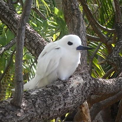Excursion île Aux Oiseaux à Tikehau Voyage en Polynésie de Daniel Z.