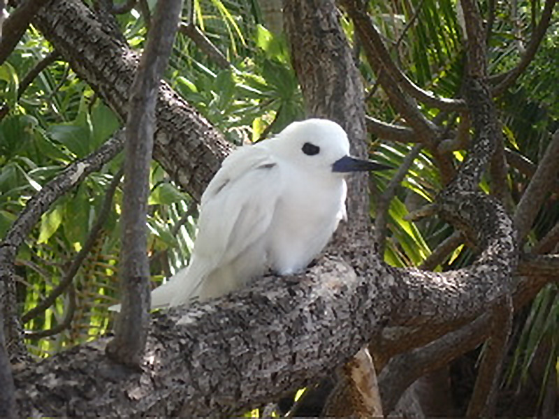Excursion île aux oiseaux à Tikehau Voyage en Polynésie de Daniel Z.