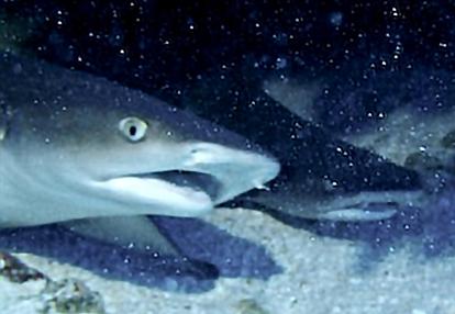 Voyage en Polynésie de Daniel Z.