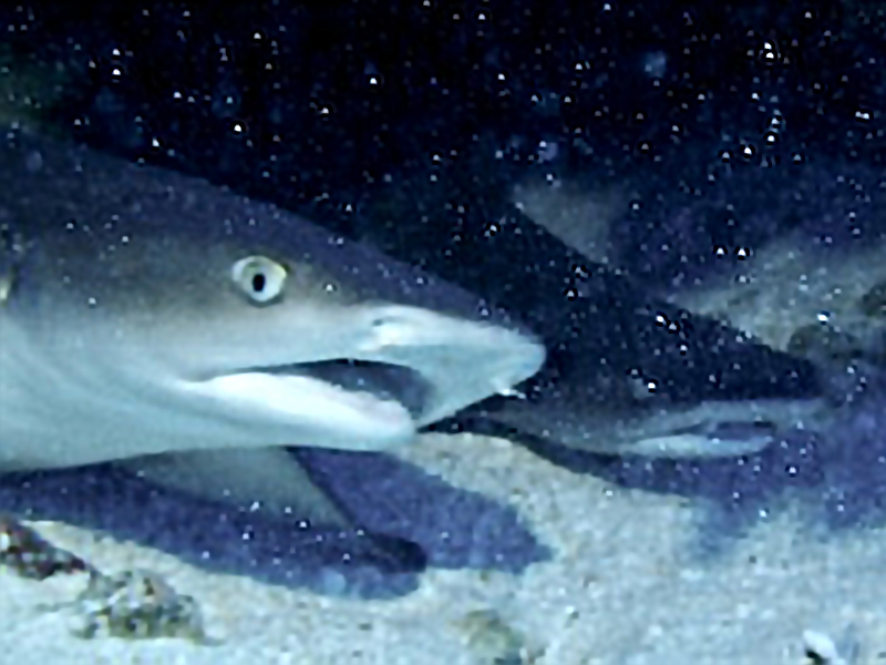 Tahiti Voyage en Polynésie de Daniel Z.