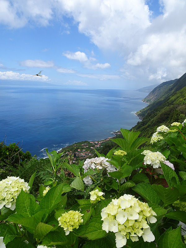 Voyage aux Açores de Dominique L.