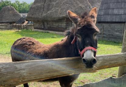 Musée ASTRA Voyage en Roumanie de Sophie A.