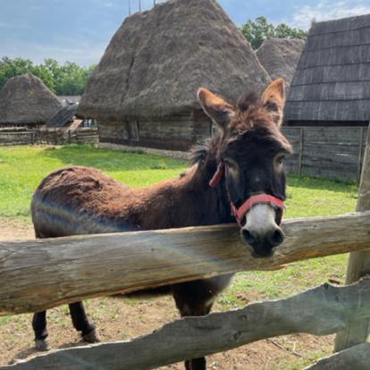 Voyage en Roumanie de Sophie A.