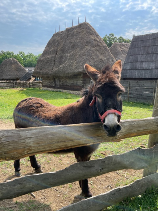 Voyage en Roumanie de Sophie A.