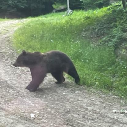 Voyage en Roumanie de Sophie A.