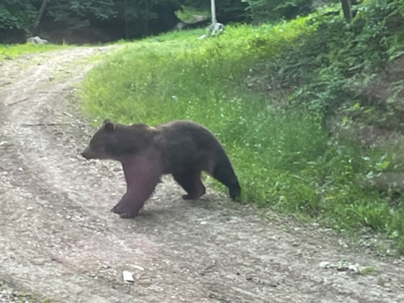 Voyage en Roumanie de Sophie A.