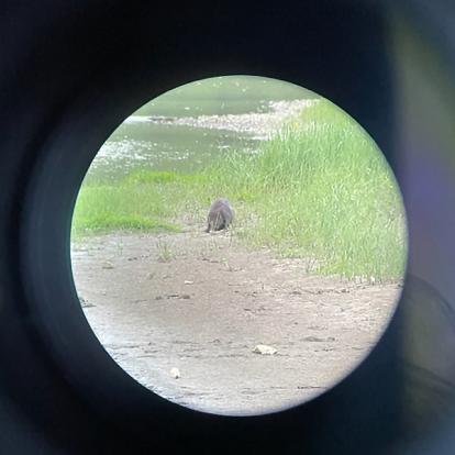 Voyage en Roumanie de Sophie A.