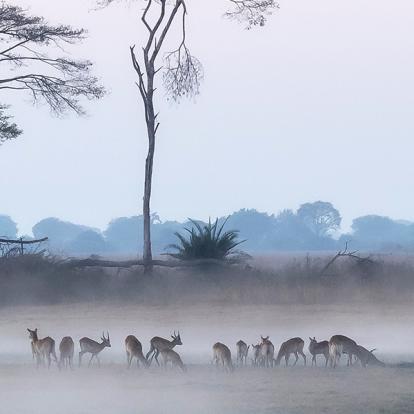 Voyage en Zambie de Bernard P.