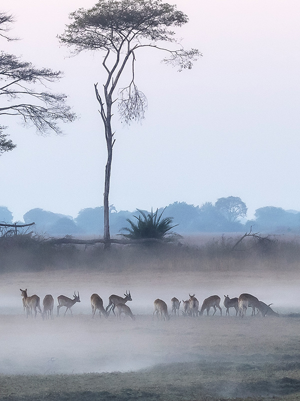 Voyage en Zambie de Bernard P.