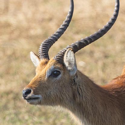 Voyage en Zambie de Bernard P.