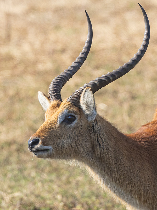Voyage en Zambie de Bernard P.