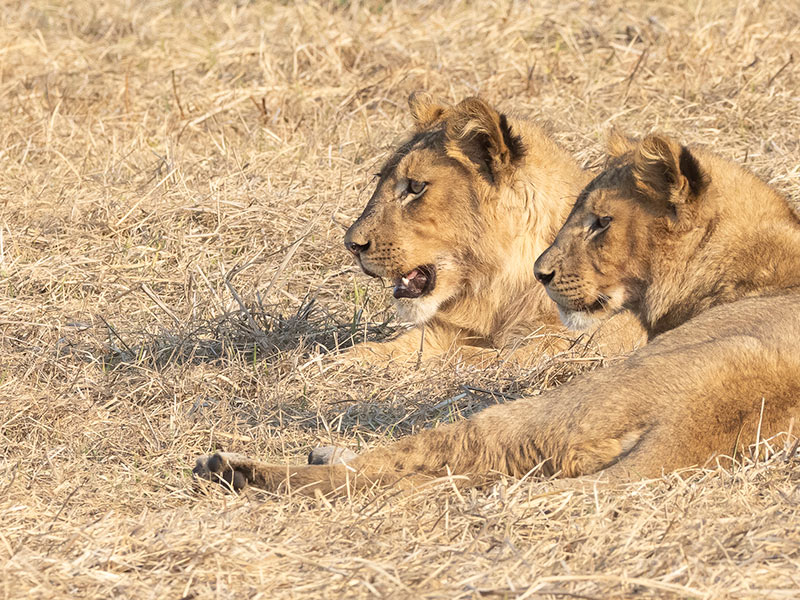 Voyage en Zambie de Bernard P.