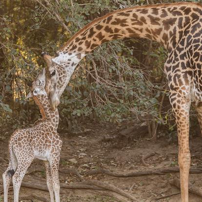 Voyage en Zambie de Bernard P.