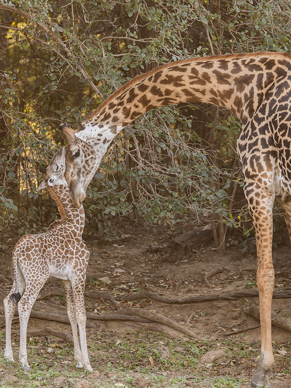 Voyage en Zambie de Bernard P.