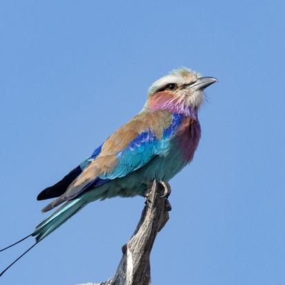 Voyage en Zambie de Bernard P.