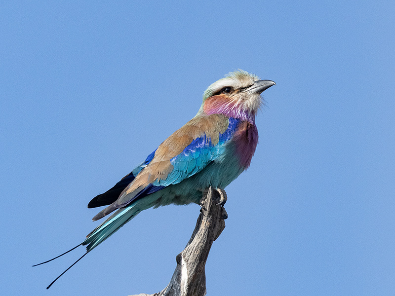 Voyage en Zambie de Bernard P.