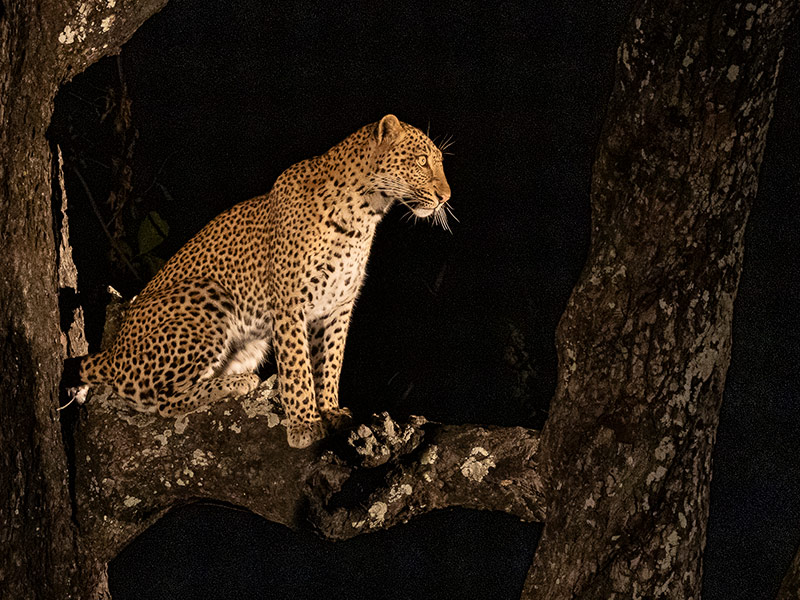 Voyage en Zambie de Bernard P.