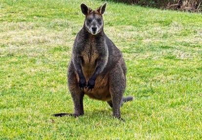 Voyage en Australie d'Angeline B.