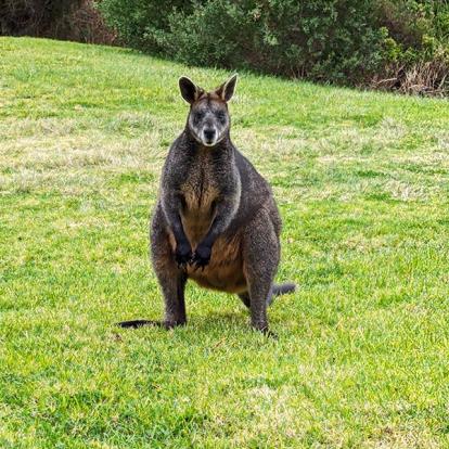 Rencontre à Cape Otway Voyage en Australie d'Angeline B.