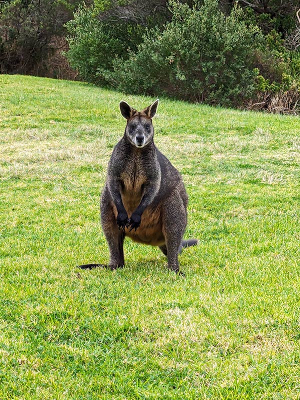 Rencontre à cape Otway Voyage en Australie d'Angeline B.