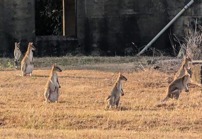Kangourou avec Joey dans la poche au détour d un chemin Voyage en Australie d'Angeline B.