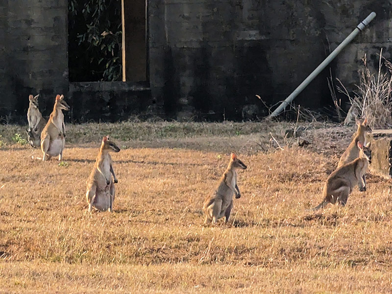 Kangourou avec Joey dans la poche au détour d un chemin Voyage en Australie d'Angeline B.