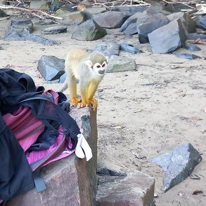 Singes Saïmiri à L'ilet La Mère Voyage en Guyane de B.D.