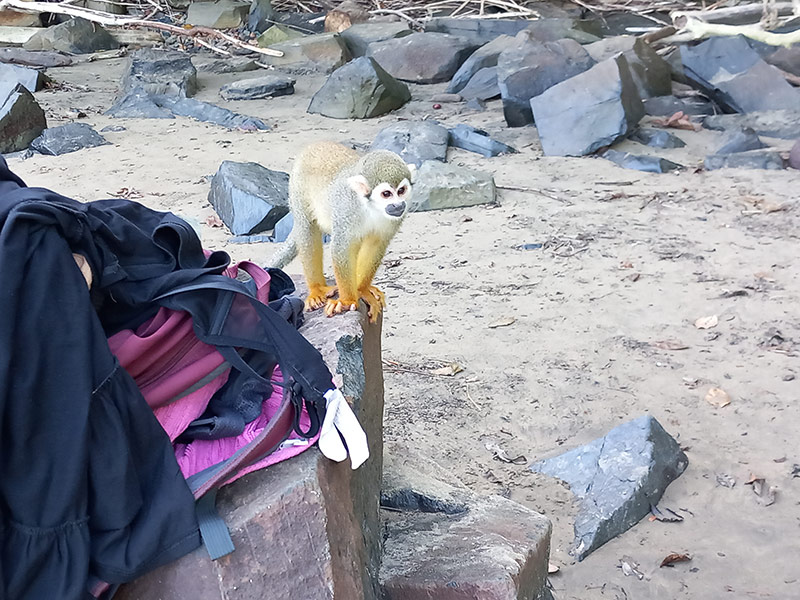 Singes saïmiri à l'ilet la mère Voyage en Guyane de B.D.