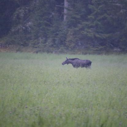 Safari élans Voyage en Suède de Pascal M.