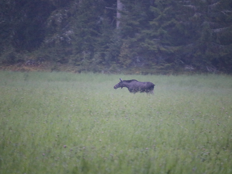 Safari élans Voyage en Suède de Pascal M.