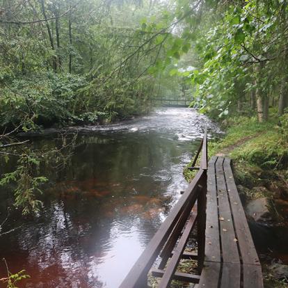 Rando En Forêt Voyage en Suède de Pascal M.
