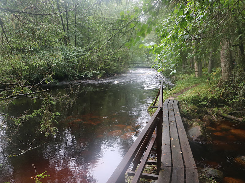 Rando en forêt Voyage en Suède de Pascal M.