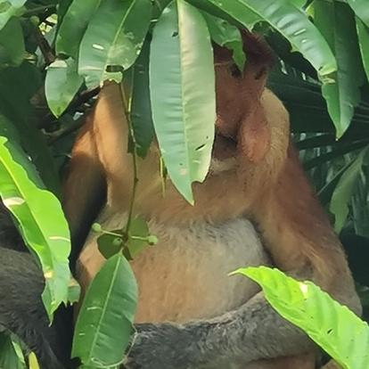 Voyage en Malaisie d'Isabelle B.