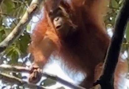 Voyage en Malaisie d'Isabelle B.