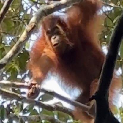 Voyage en Malaisie d'Isabelle B.