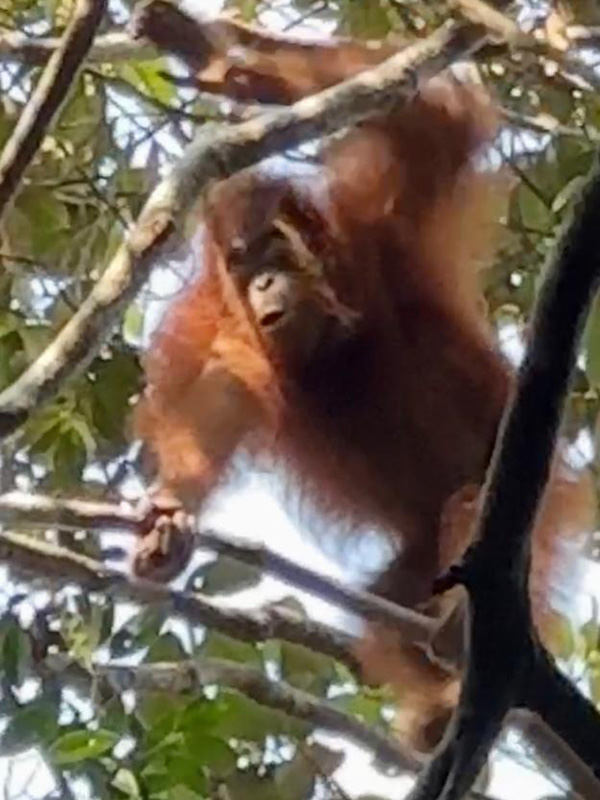 Voyage en Malaisie d'Isabelle B.