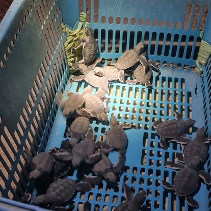 Voyage en Malaisie d'Isabelle B.