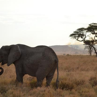 éléphant Voyage en Tanzanie de Lydie C.