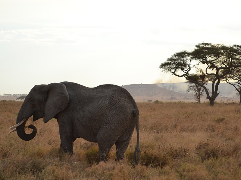 éléphant Voyage en Tanzanie de Lydie C.