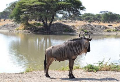 gnou Voyage en Tanzanie de Lydie C.