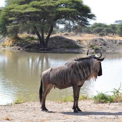 Gnou Voyage en Tanzanie de Lydie C.